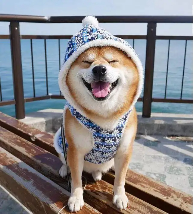 风之舞